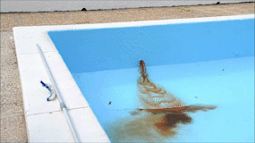 Divers Piscine Priska